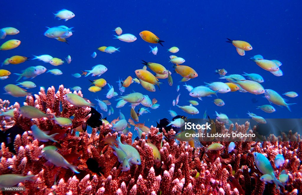 colored fishes and acropora coral Mansuar island, Raja Ampat, West Papoua, Indonesia Raja Ampat Islands Stock Photo