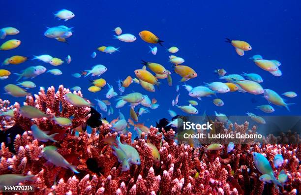 Colored Fishes And Acropora Coral Stock Photo - Download Image Now - Raja Ampat Islands, Indonesia, Biodiversity