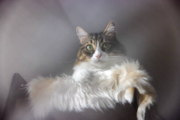 Norwegian forest cat behind the tulle