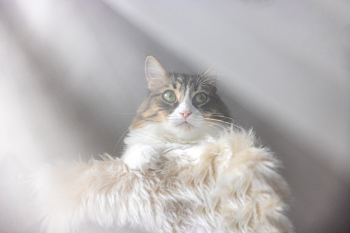 Norwegian forest cat behind the tulle