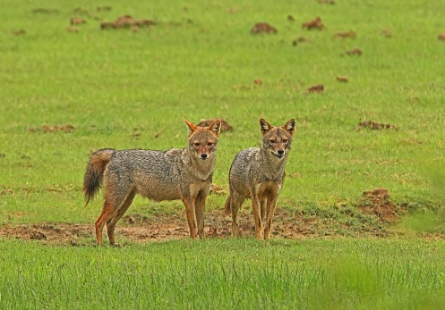 Golden Jackal (Canis aureus) pair standing on grassland\n\nYala NP, Sri Lanka            December