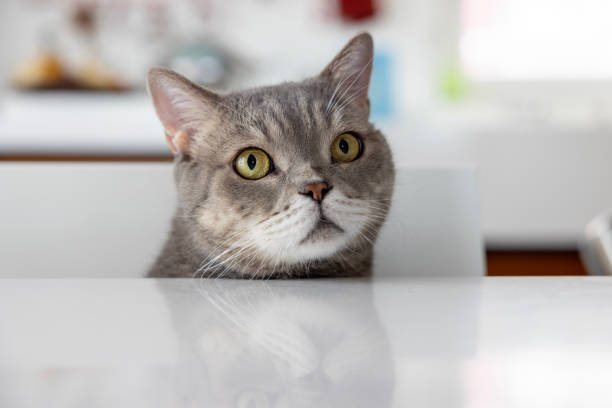 istock Excited cat looking for target for game 1444770745