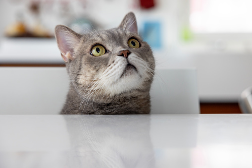 Close up portrait of cute little european cat against gray background. Puppy of stray cat looking at camera with suspicious expression. Sharp focus on eyes. Horizontal studio portrait.