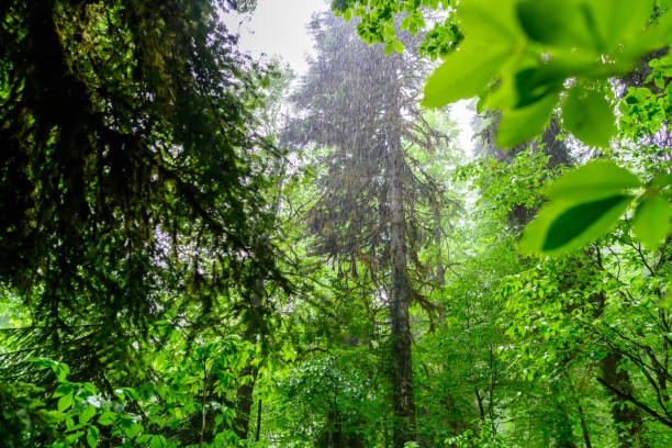 Heavy torrential rain in the tropical forest. The pouring tropical rain. drops of rain against the background of green trees