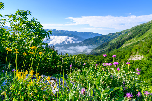 The beautiful landscape in the tropical mountains. The alpine mountains and meadows.