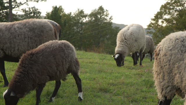 A group of sheep eating grass in green field