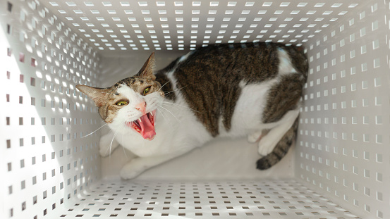 cat in white basket threatening with ferocity