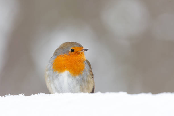 istock European Robin in the snow in the forest 1444774917