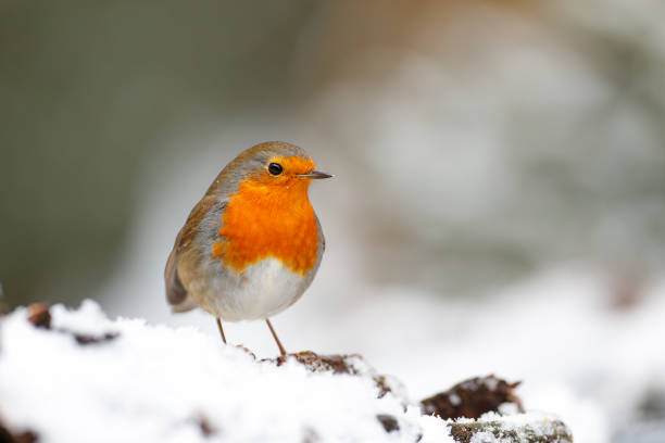 istock European Robin in the snow in the forest 1444774918