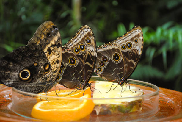 Butterflies on fruits in food pans stock photo