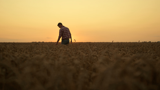 Man silhouette working at golden sunset spikelet field. Successful male farmer walk inspecting cultivated organic cereal crop before harvesting rural landscape. Agriculture entrepreneur concept