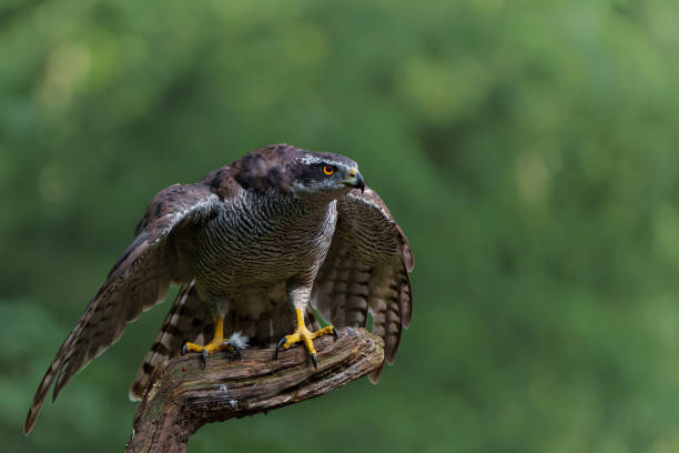 istock Northern goshawk n the forest 1444778353