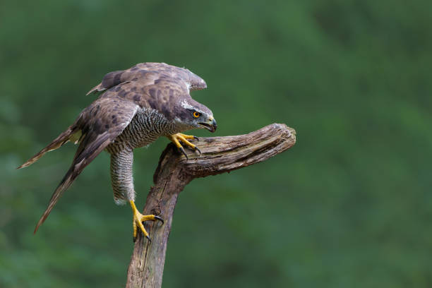 Northern goshawk n the forest stock photo