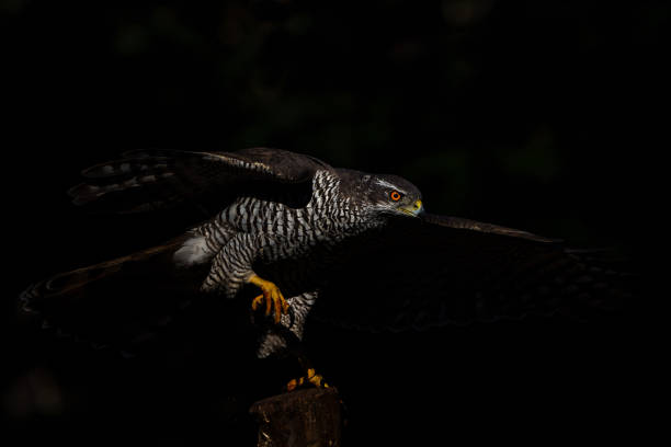istock Northern goshawk n the forest 1444778356