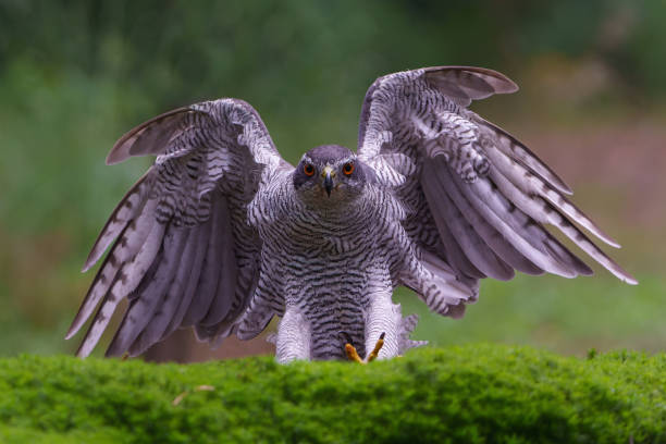istock Northern goshawk n the forest 1444778385
