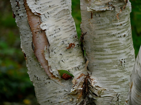 Betula ermanii Grayswood Hill
