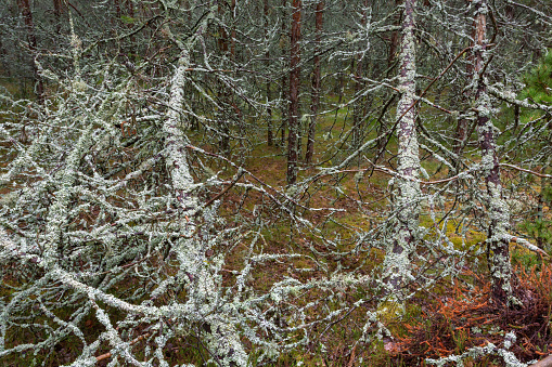 A forest like in a fairy tale - a bit gloomy, perfectly still and full of lichens and moss ...