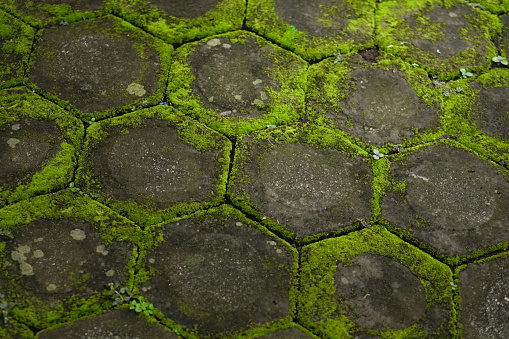 Conblock floor full of moss