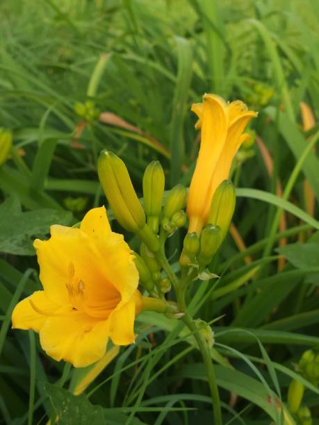istock Close up of budding Day lilies 1444780612