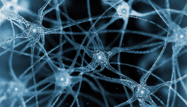 neurones. concept de lame de microscope. - nerve cell photos et images de collection