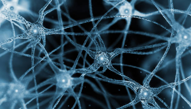 Neurons. Microscope Slide Concept. stock photo