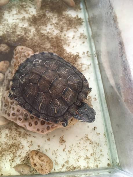 istock Little turtle in a glass aquarium 1444782562