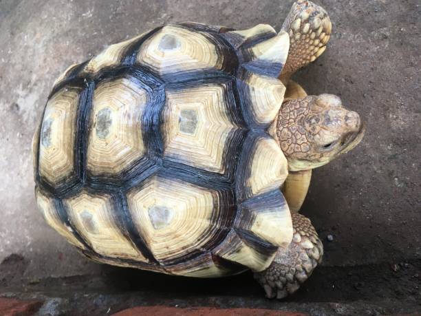 istock Big Tortoise in a little zoo 1444783354