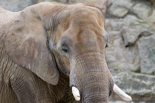 Beautiful head on view of an asian elephant