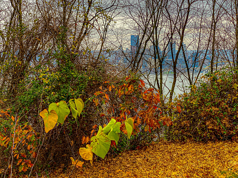 Fall Color Foliage Hits Pittsburgh, PA.