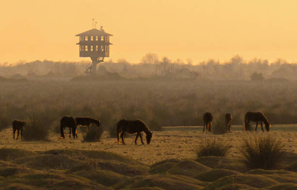 chevaux sauvages et tour d’observation des oiseaux au lever du soleil. - hillock photos et images de collection