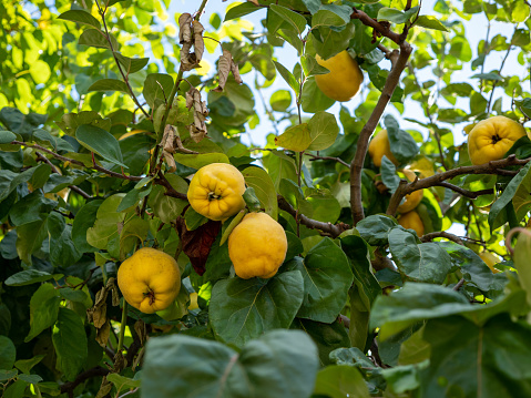 Quince Cydonia oblonga ripens on a tree, fruits hang on tree branches in a park. Close-up.