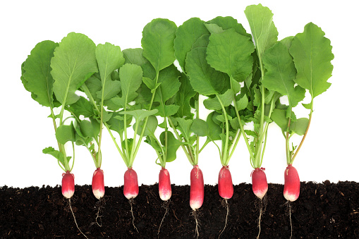 Radish vegetable plants with roots growing in earth. Cross section view of organic home grown produce. Immune system boosting health food nature concept. On white.