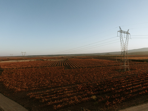 Vineyards in autumn tones and electricity poles at sunset as seen from above