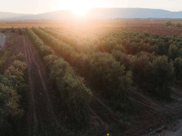 oliviers au coucher du soleil d’en haut - spanish olive photos et images de collection