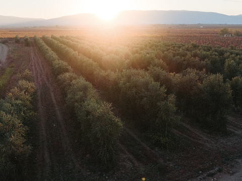 A plantation of olive trees at sunset as seen from above