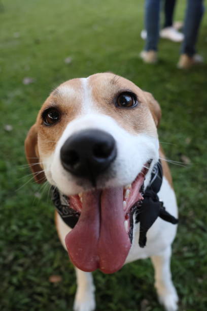 istock Mixed breed dog portrait on grass 1444795337