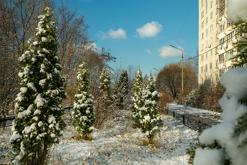 First snow in Scandinavian   ( Sweden, Finland  Poland, Russia,  Ukraine) country - spruces or arborvitae (cypress family tree) with white snow - garden next to residential building