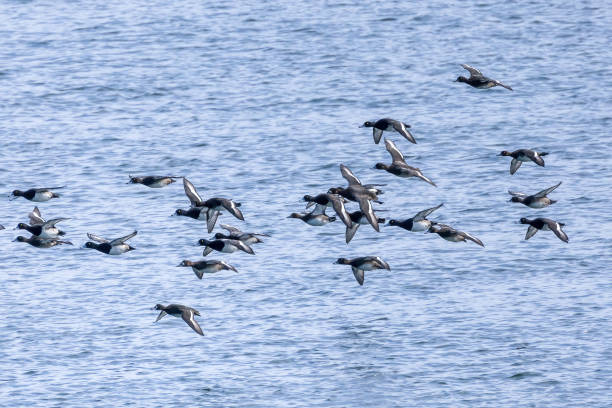istock A group of tufted duck flying on the river. 1444795443