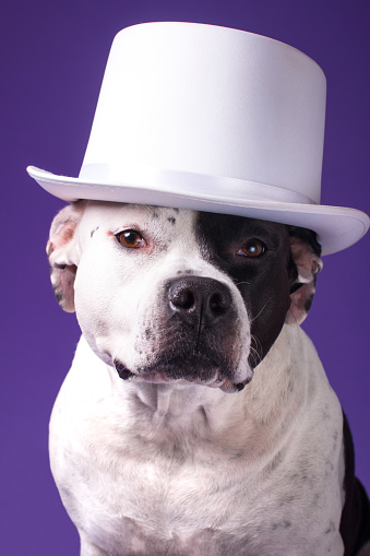 A dog in a white cylindrical hat. Funny and fashionable dog