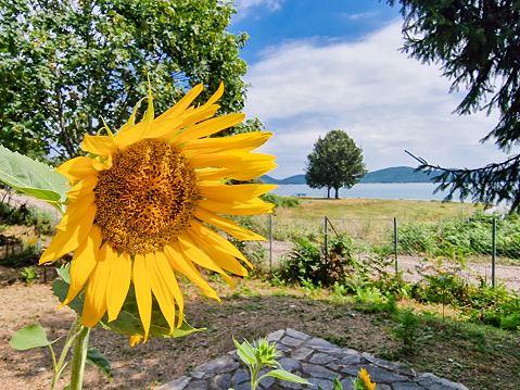 Sunflower plant by the shore of Lake Plastiras in central Greece