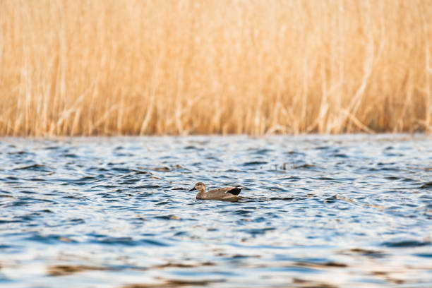 Gadwall - Mareca strepera - a medium-sized water bird from the duck family with gray plumage with a white mirror on the wing, it swims on the rough lake water near the reeds.