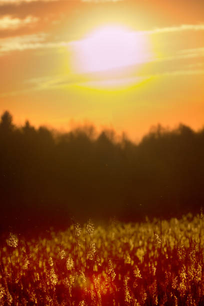Forest edge with meadows, possible ribbon grass, panicle inflorescences (head) glow in setting sun