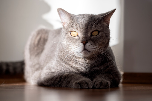 Yellow eye of a grey British shorthair cat portrait