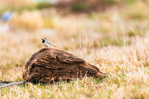 White wagtail - Motacilla alba - a small bird with gray-white plumage stands on a dry stump by the lake shore, a sunny summer day.