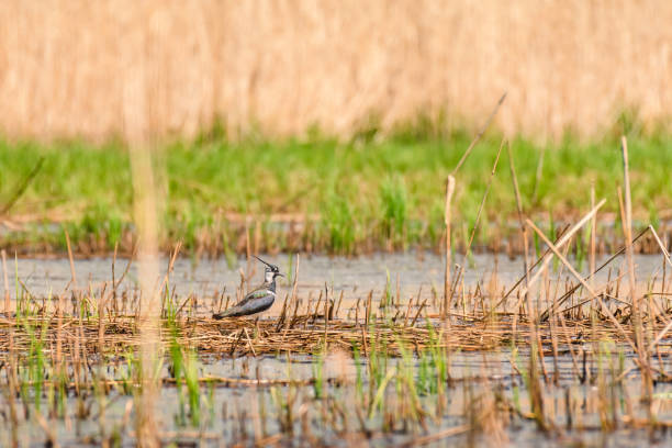 istock Northern lapwing - Vanellus vanellus - a species of medium-sized migratory bird, a long-topped swamp bird stands in a reed in a wetland area on a sunny summer day. 1444802446