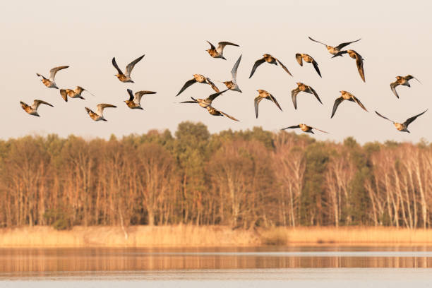 istock Purple sandpiper - Calidris maritima - A medium-sized migratory bird, a small flock flies low over the lake at sunset. 1444804317