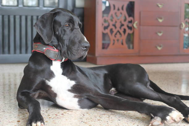 black and white great dane dog portrait - great dane imagens e fotografias de stock