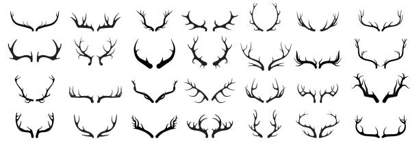 鹿の角のベクター画像セット。狩猟トロフィーの手描きのシルエット。野生のヘラジカの角のシルエット - stags horn点のイラスト素材／クリップアート素材／マンガ素材／アイコン素材