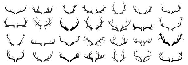 Deer antlers vector set. Hand drawn silhouettes of hunting trophies.Silhouette of the horns of a wild elk Deer antlers vector set. Hand drawn silhouettes of hunting trophies.Silhouette of the horns of a wild elk, roe deer on a white background. hunting horn stock illustrations