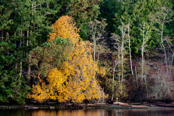 istock Fall Colors at Esquimalt Lagoon, Victoria, BC Canada 1444816072